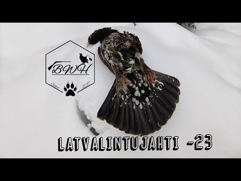 BWH: Latvalintujahti 2023