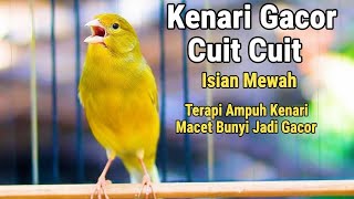 Download lagu Burung kenari gacor Cengkok Mewah durasi panjang cocok buat terapi kenari agar cepat bunyi gacor mp3