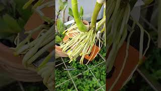 Download lagu Aku Kira Sulit Ternyata Menanam Anggrek Sangat Mudah.#shorts #orchids #orchidcare mp3