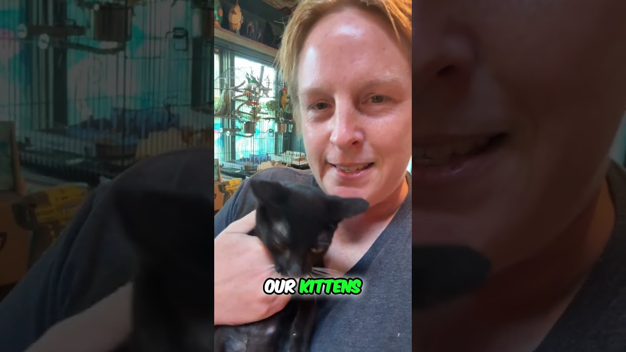 Enlarge Slippers, a ADOPTABLE American Shorthair in HOWELL, MI video 3/4