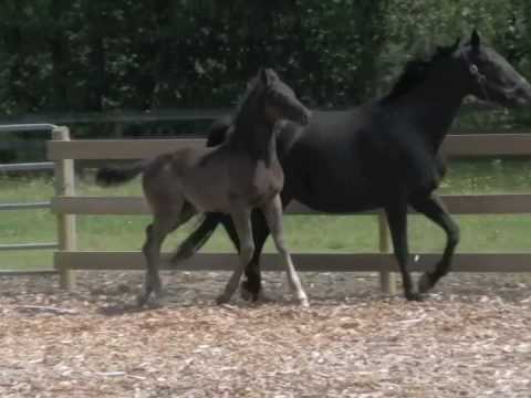 Fiorenzo DSF (Freestyle x Pacific Sunset)