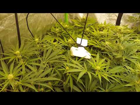 Octopots got these sativa broads acting a fool. Day 21 of 12/12