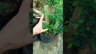 Download lagu INI MEDIA TANAM DONGKELAN SERUT ‼️#shorts #bonsai #dnsartventure mp3 Download lagu INI MEDIA TANAM DONGKELAN SERUT ‼️#shorts #bonsai #dnsartventure mp3