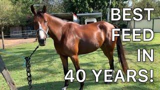 How To Feed Your Horse In A Simple & Affordable Way | CEN Review