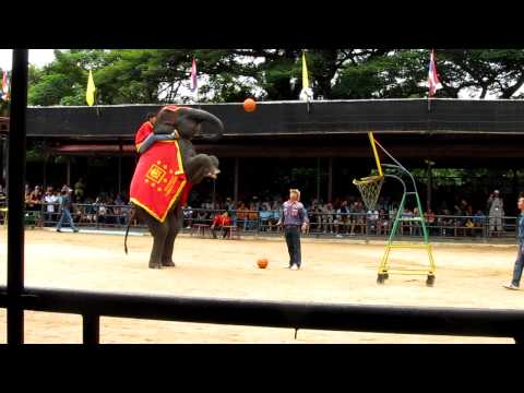 IOI 2011 - The Elephant Show - Basketball