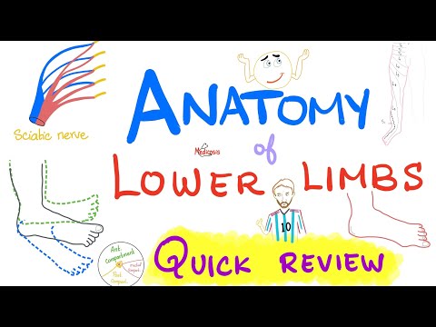 Anatomy of Lower Limb - Quick Review - Anatomy Review Series