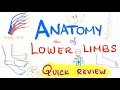 Anatomy Of Lower Limb Quick Review Anatomy Review Series