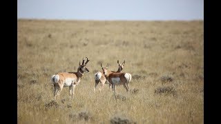 How To Hunt Wyoming Antelope - The Draw