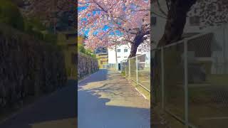Download lagu short aesthetic bunga sakura#short#japan mp3