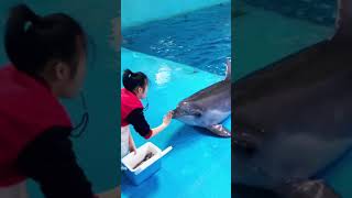 Download lagu Lucu! Imutnya Melatih Sirkus Lumba Lumba Atraksi #Shorts #Lumbalumba #Sirkus #Lucu mp3 Download lagu Lucu! Imutnya Melatih Sirkus Lumba Lumba Atraksi #Shorts #Lumbalumba #Sirkus #Lucu mp3