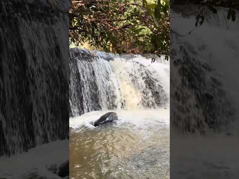 Antônio mais Goiás ￼na cachoeira da fazendo do Dr. Hélio- Goianésia/GO