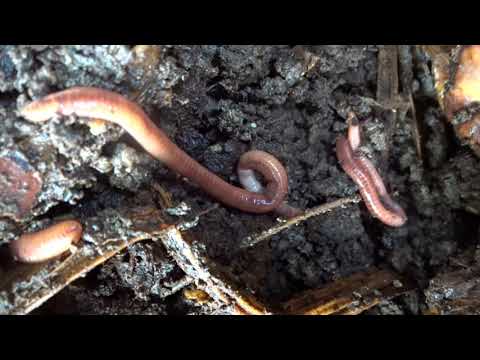 Look Inside A Vermicomposting Compost Pile