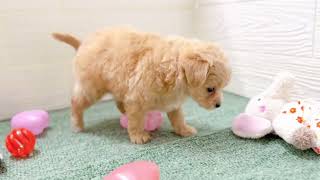 ハーフ犬の動画01