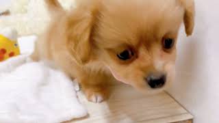 ハーフ犬の動画01