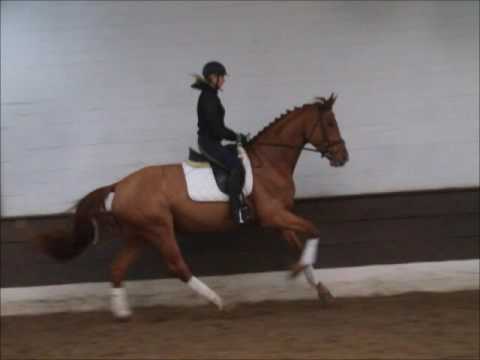 RAVELLA 5j. v. Belstaff - Rosario  VB 6.000,- Euro