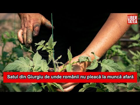 Satul din Giurgiu de unde românii nu pleacă la muncă afară! Cum a ratat ministrul muncii german...