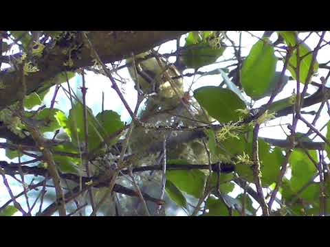 Cassin's Vireo Building a Nest