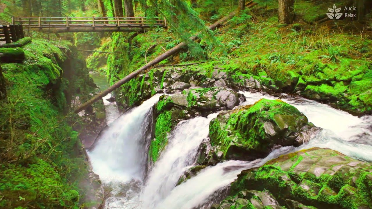 Forest Water Stream Sounds You Need To Hear