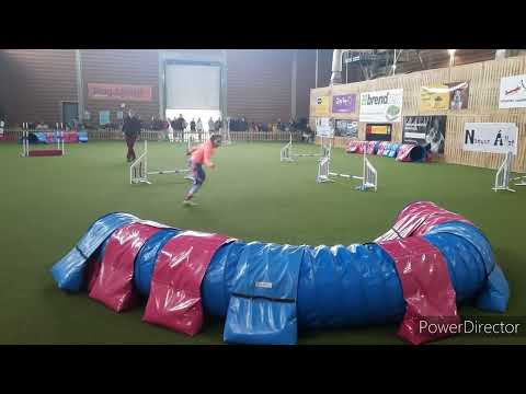 Elvis Bing Agility Kupa 2022.04.16.