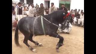 gora intzar dance gujrat pakistan hourse dance