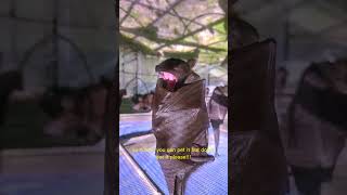 RARE MOMENT!!!! Cute yawning baby bat!!!