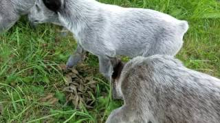 Video preview image #2 Australian Stumpy Tail Cattle Dog Puppy For Sale in APLINGTON, IA, USA