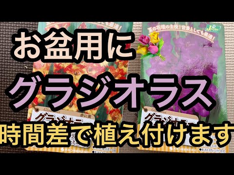 グラジオラスの越冬: これが仕組みです 植物