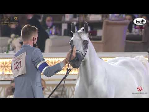 N 121 FAJER AL ADEED   Katara International Arabian Horse Festival   Mares 4 6 Years Old Class 7A