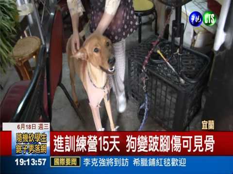 花1萬3進訓練營 愛犬跛腳渾身傷