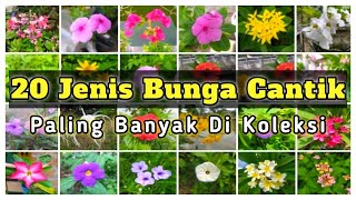 Download lagu 20 Jenis Bunga Cantik Untuk Halaman Rumah Anda mp3