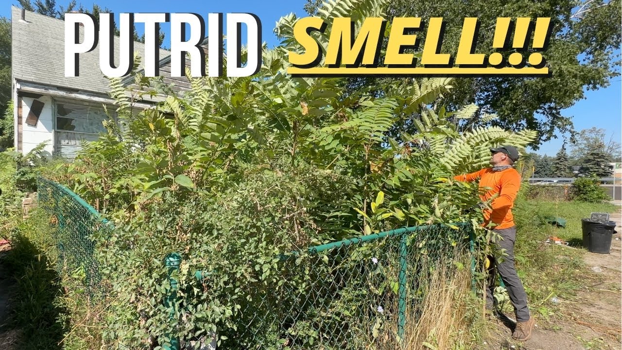 Found something DEAD and ROTTING while clearing out this OVERGROWN yard