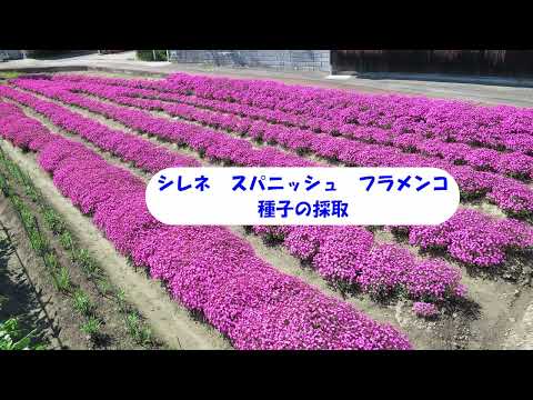 パンサープラント、Farfugium japonicum、Ligularia tussilaginea