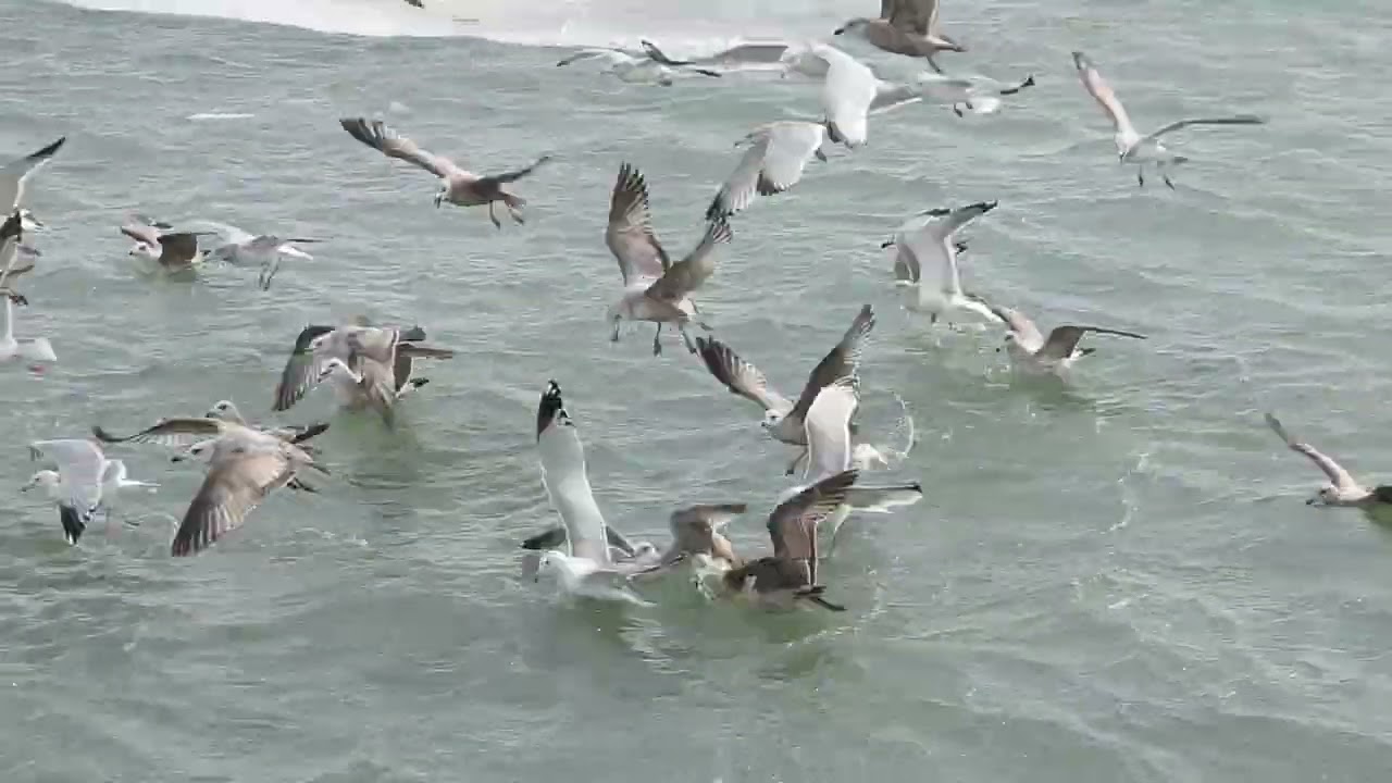 The Gull Frolic at North Point Marina — watch on YouTube
