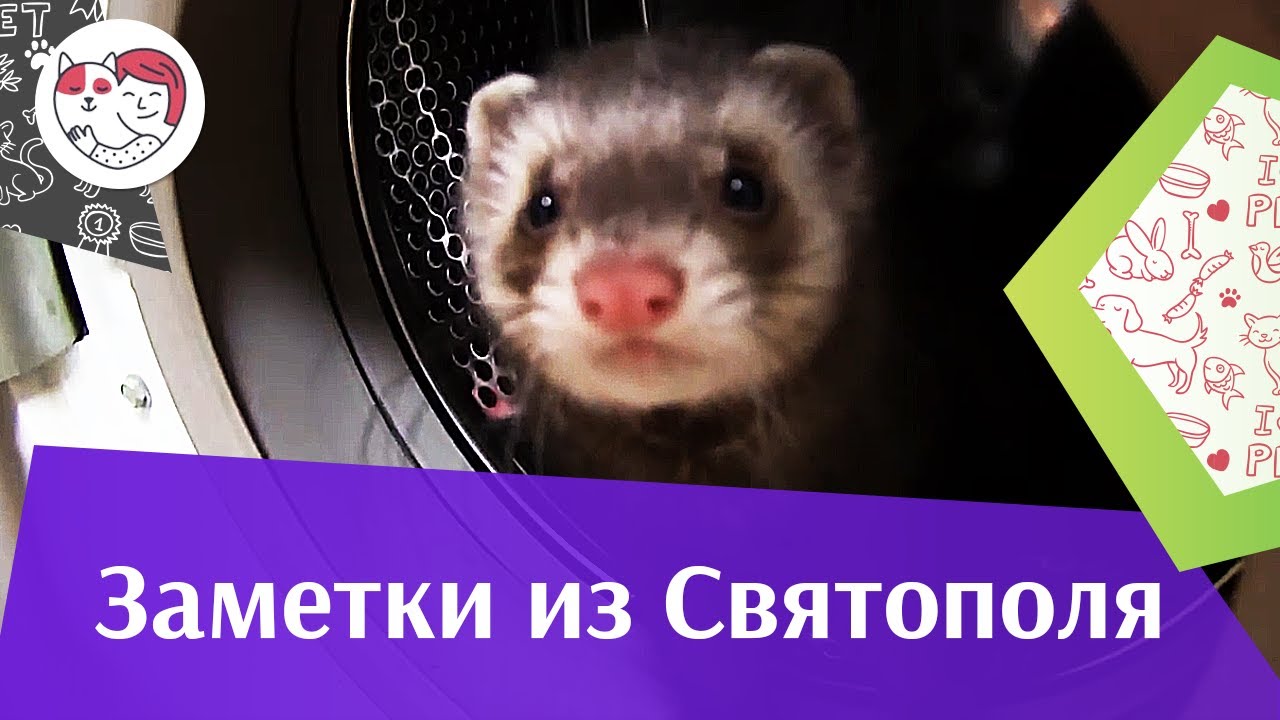 ЗАМЕТКИ ИЗ СВЯТОПОЛЯ выпуск 8 на ilikepet