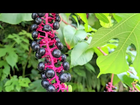 園芸 池の外来植物に注意