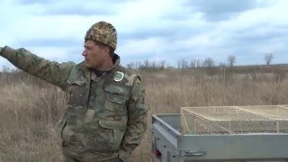 300 фазанов из Анапы отправились на апрельскую свадьбу