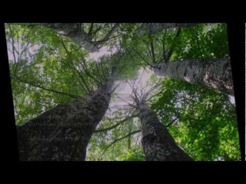 Alamos De Primavera video