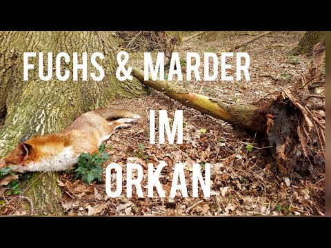 Fuchs & Marder im Orkan - Fangjagd extrem bei Sturm und Ende der Fallenjagd