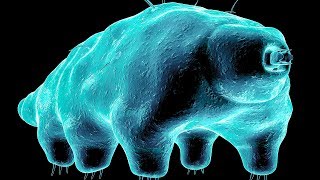 A Unique Creature on Earth That Can Never Be Killed