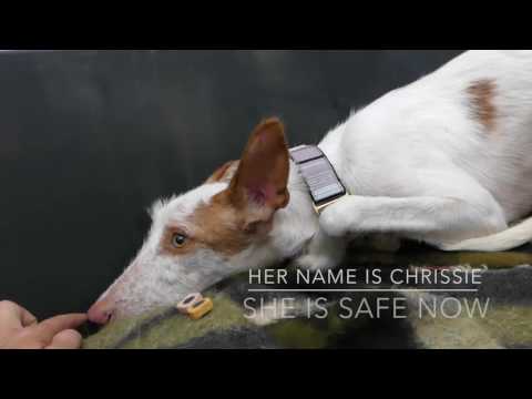 Chrissie a very scared Podenca arrives to Galgos del Sol