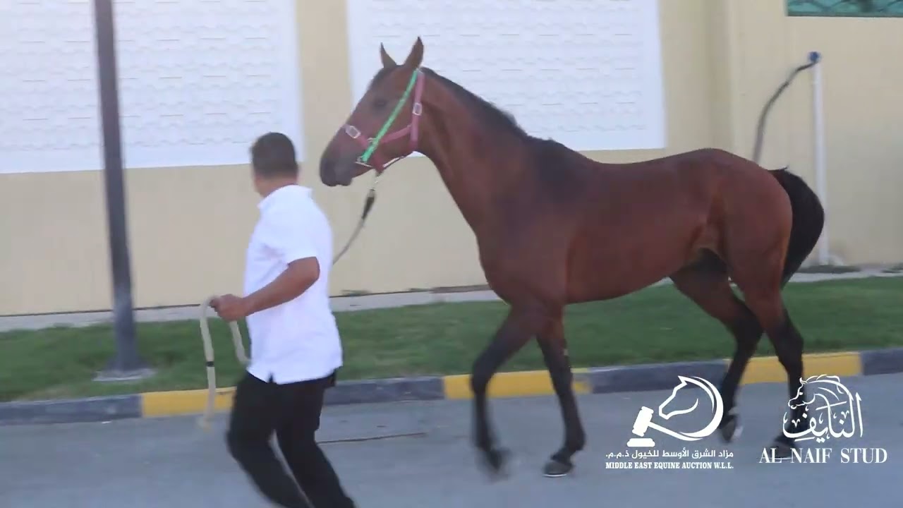 QAZWEEN AL NAIF (QA) 2019