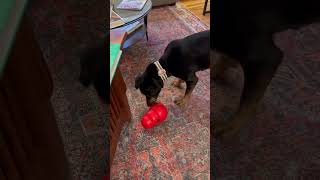 Video preview image #1 Australian Kelpie-Coonhound Mix Puppy For Sale in Littleton, CO, USA
