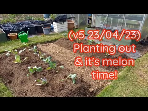 (v5 23/04/23) Planting out & it's melon time!