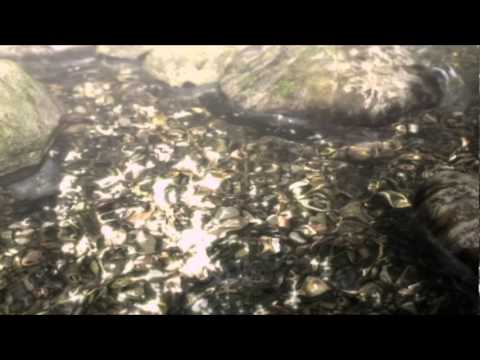 Project Zero 2: Wii Edition (Wii) Teaser Trailer