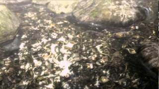 Project Zero 2: Wii Edition (Wii) Teaser Trailer