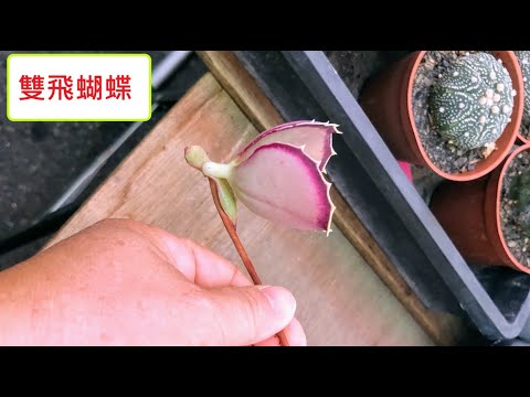 蝴蝶雙飛多肉繁殖