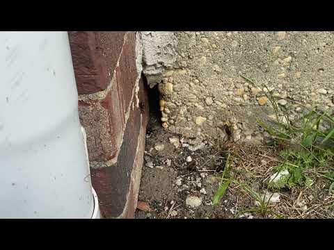 How the Camel Crickets are Infesting This Home in Freehold, NJ