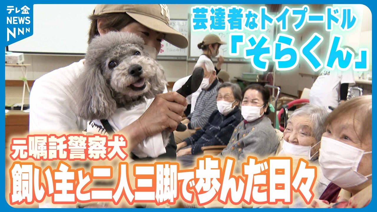 【元・警察犬】芸達者トイプー｢そらくん｣　引退後は飼い主と二人三脚お年寄りを笑顔に