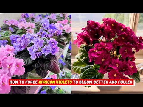 How to Force African Violets to Bloom Better and Fuller