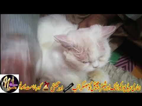 fungal infection in cats- fungal infection on skin treatment-skin allergy ka ilaj-fungus